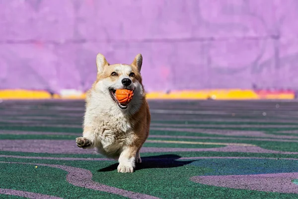 Corgi Dog Ağzında Turuncu Bir Top Tutarken Oynuyor Yürüyüşe Çıkan — Stok fotoğraf