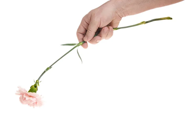 Hand holds a carnation flower on a white background, a template for designers. — Stock Photo, Image