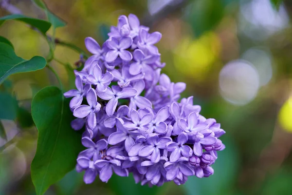 Ljusa vackra lila blommor, nÃ ¤ra en solig vÃ ¥rmorgon — Stockfoto