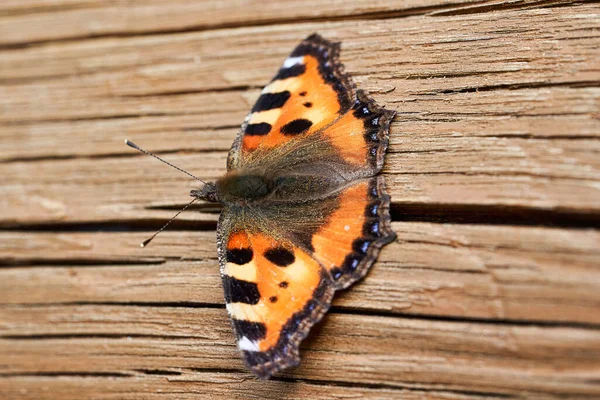 Оранжевая бабочка с открытыми крыльями на деревянном фоне — стоковое фото