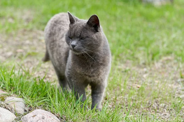 Eine graue Katze spaziert an einem Sommertag auf grünem Gras — Stockfoto