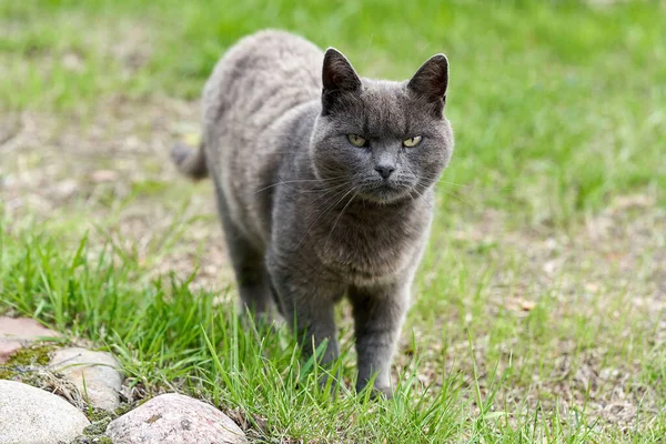 Eine graue Katze spaziert an einem Sommertag auf grünem Gras — Stockfoto