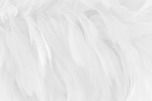 Piękny Biały Szary Ptaków Pióra Wzór Tekstury Tło — Zdjęcie stockowe