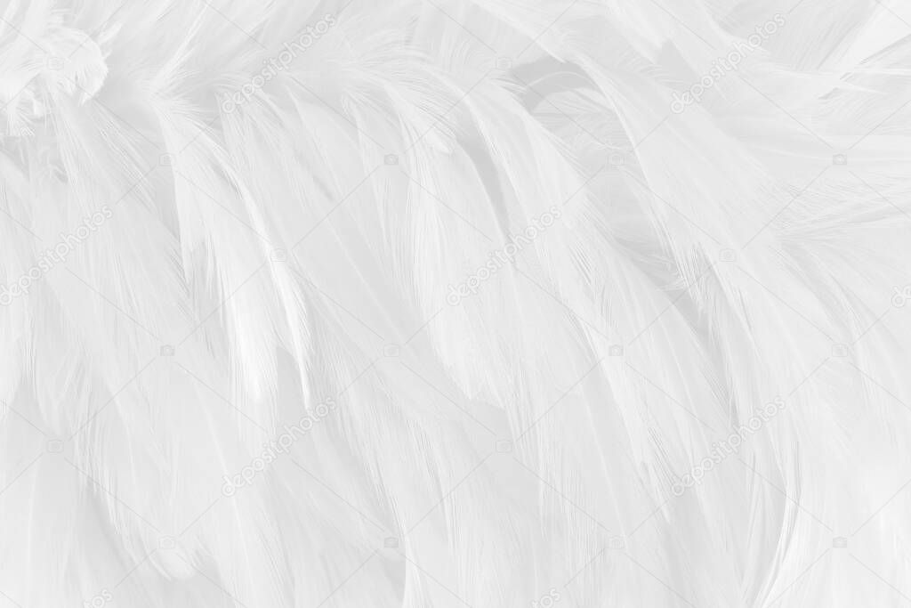 Beautiful white grey bird feathers pattern texture background.