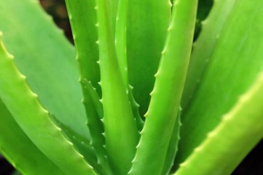 Bahçede yetişen aloe vera bitkisinin kapağını kapatın..