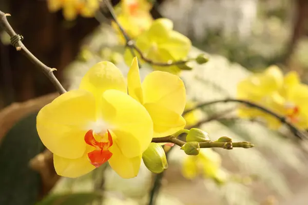 Primo Piano Bouquet Orchidee Con Sfondo Naturale Bel Fiore Orchidea — Foto Stock