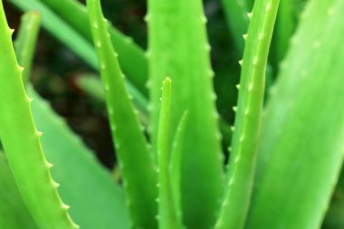 Bahçede yetişen aloe vera bitkisinin kapağını kapatın..