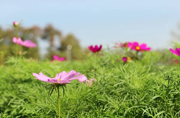 Beautiful Cosmos Flower Blooming Garden Blurred Background — Stock Photo, Image