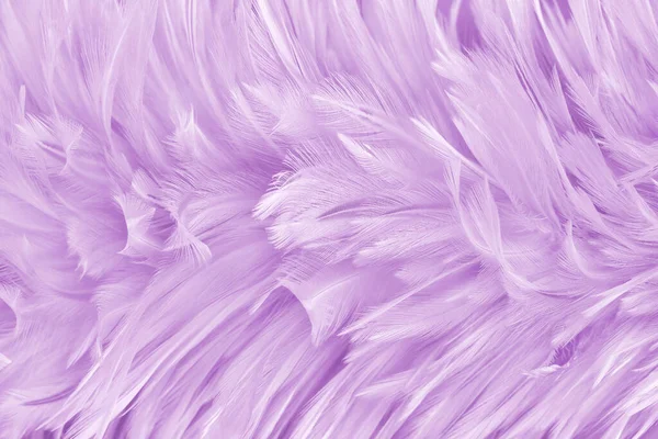 Piękny Fioletowy Pastel Ptaków Pióra Wzór Tekstury Tło — Zdjęcie stockowe