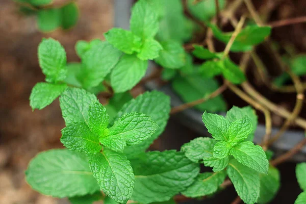 Primer Plano Planta Menta Verde Que Crece Huerto — Foto de Stock