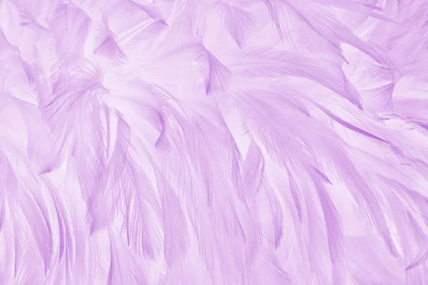 Purple Pastel Bird Feathers Pattern Texture Background — Zdjęcie stockowe
