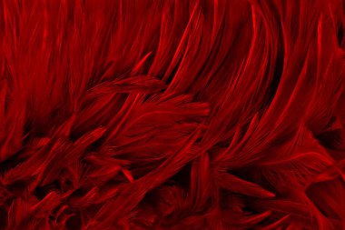 Güzel koyu kırmızı kuş tüyü desen arkaplan.