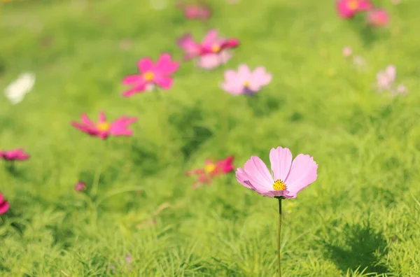 Beautiful Pink Cosmos Flower Blooming Garden Blurred Background — Stock Photo, Image