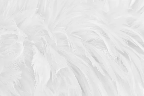 Beautiful White Grey Bird Feathers Pattern Texture Background — Stock Photo, Image