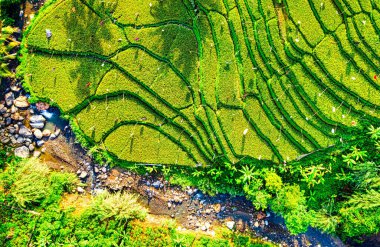 Batı Java, Endonezya Yeşil Ekin Alanının En İyi Görünümü