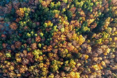 Ormandaki gün ışığıyla ağaçların kuş bakışı görüntüsü.