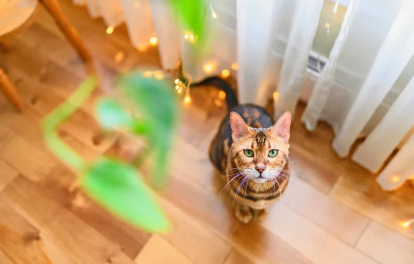 Gato Bengala Como Leopardo Cuela Casa —  Fotos de Stock