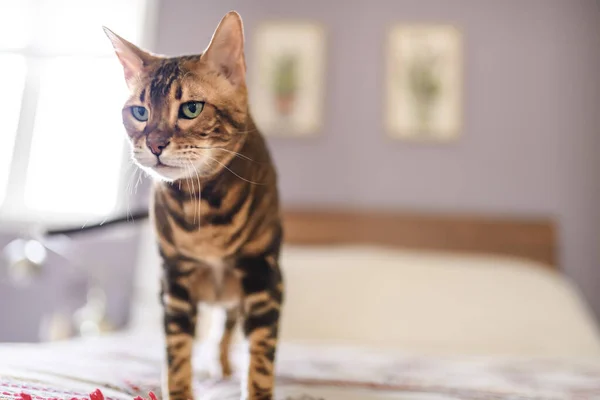 Bengal Cat Leopard Sneaks Home Bedroom — Photo