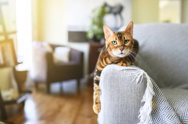 Bengal Cat Leopard Sneaks Home Livingroom Sofa — Photo