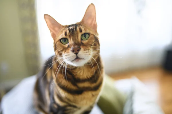 Bengal Cat Leopard Sneaks Home — Photo