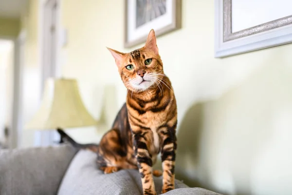 Bengal Cat Leopard Sneaks Home Livingroom Sofa — Photo