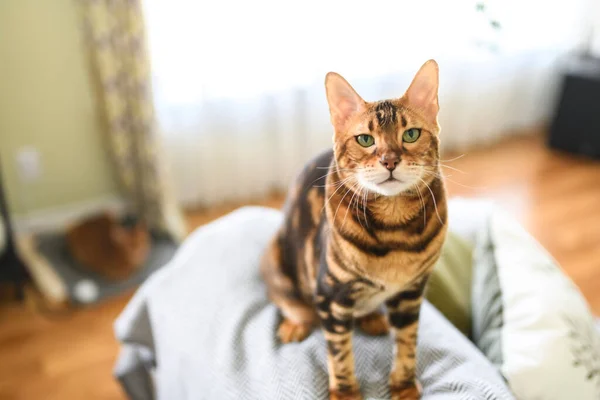 Bengal Cat Leopard Sneaks Home Livingroom Sofa — Photo