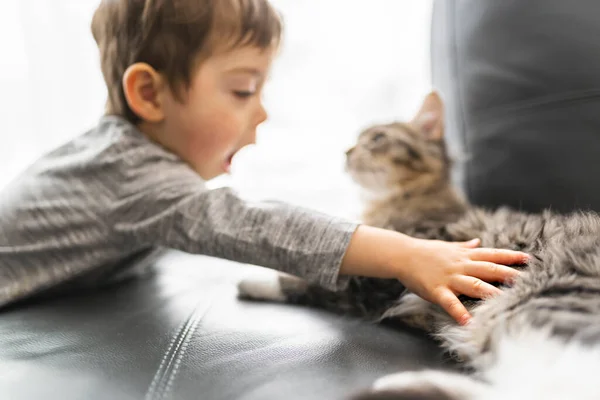 Маленький мальчик дома трогает своего милого пушистого кота, сосредоточившись на руке — стоковое фото