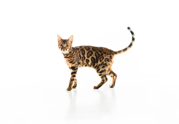 Cute Bengal Cat in studio white background — стоковое фото