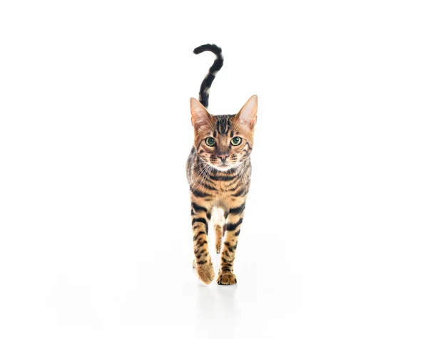 Cute Bengal Cat in studio white background — стоковое фото