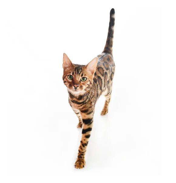 Cute Bengal Cat in studio white background — стоковое фото
