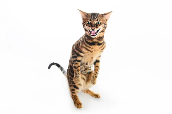 Cute Bengal Cat in studio white background — стоковое фото