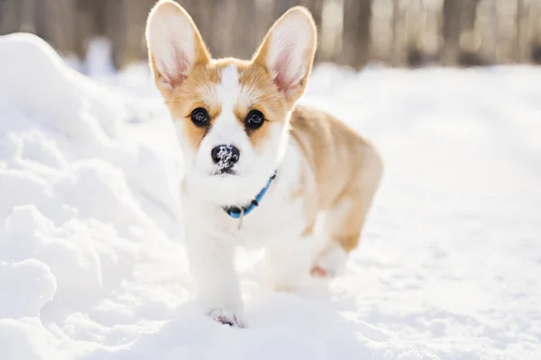 Corgi dog on snow in winter landscape — Stock Photo, Image