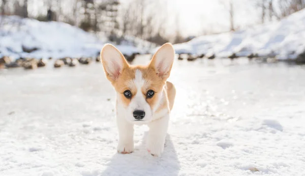 Corgi dog on snow in winter landscape — Fotografia de Stock