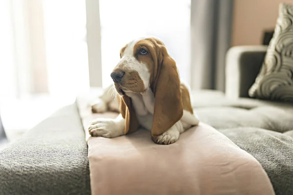 Basset dog at home lay on the sofa — Foto de Stock