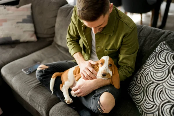 Man Playing With basset Pet Dog At Home sofa. — Stock Photo, Image