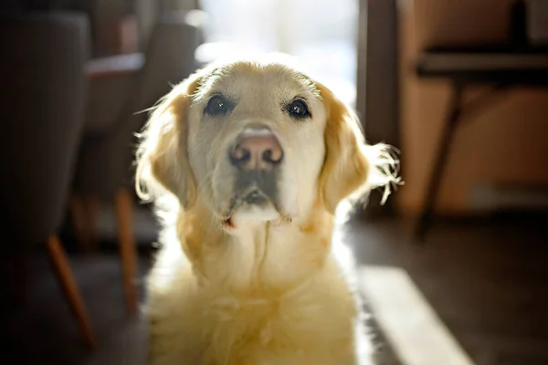 Golden retriever dog sitting on the floor at home in front of the sun window — Stock Photo, Image