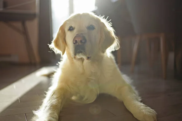 Golden retriever dog sitting on the floor at home in front of the sun window — Stock Photo, Image