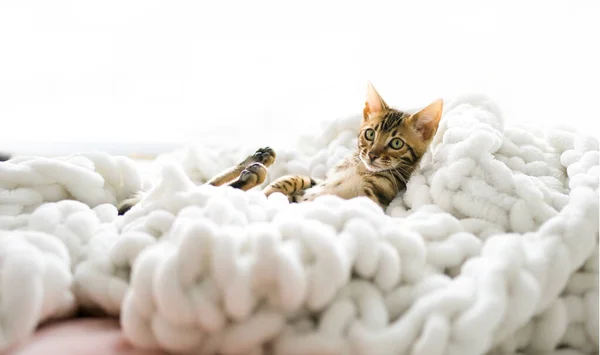 Pequeno bebê bengala kitty em casa cama — Fotografia de Stock