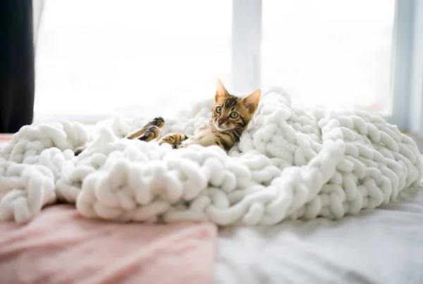 Piccolo bambino gattino bengala a casa letto — Foto Stock