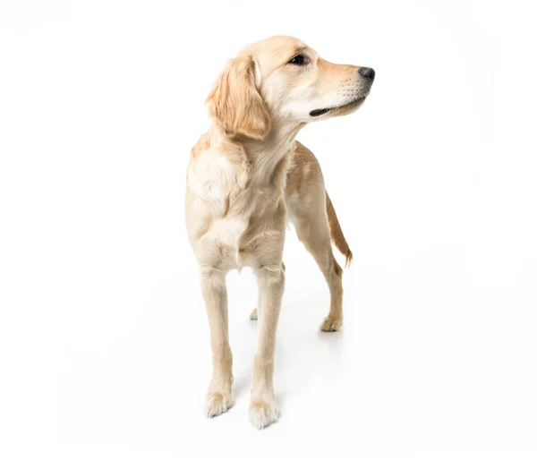 Beautiful young Golden Retriever Portrait isolated on white — Stock Photo, Image