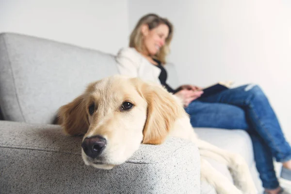 Uma mulher com seu cão dourado Retriever no livro de leitura do sofá — Fotografia de Stock