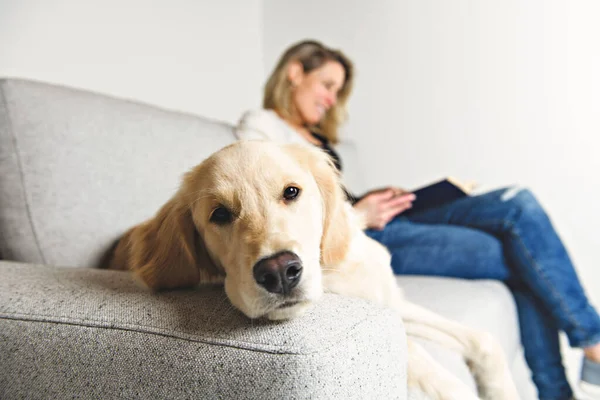 Uma mulher com seu cão dourado Retriever no livro de leitura do sofá — Fotografia de Stock