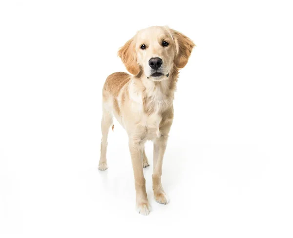 Beautiful young Golden Retriever Portrait isolated on white — Stock Photo, Image