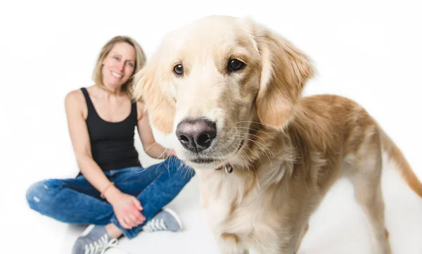 Nice woman and her beautiful Golden Retriever dog over white background — Foto de Stock