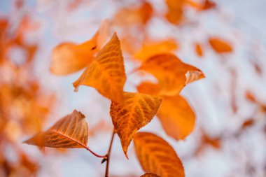 Sonbahar altın ve portakal yaprakları arka plan