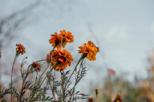 가을 정원의 푸른 하늘을 배경으로 한 주황 꽃 — 스톡 사진