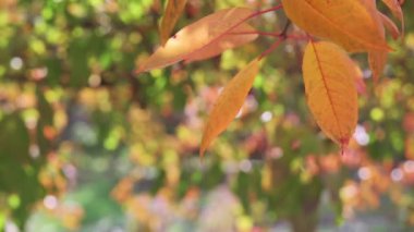 Altın meşe yaprakları ve bokeh ile güzel sonbahar arka planı