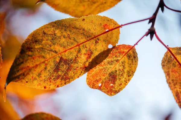 Folhas douradas coloridas do atumn durante a estação do outono, folhas alaranjadas e amarelas na árvore com bokeh no fundo — Fotografia de Stock