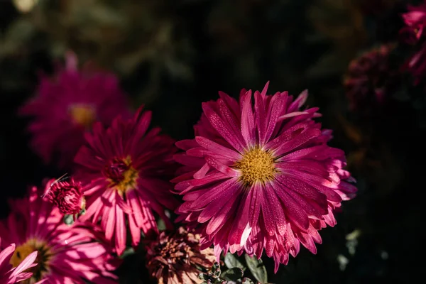 Purple magenta aster flowers petals with dew drops close-up in autumn garden, October autumn flowers blooming in the garden — Stock Photo, Image