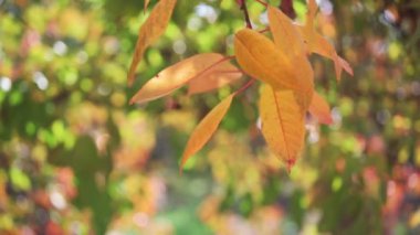 Kiraz ağacındaki altın yapraklar rüzgarda sallanıyor. Güzel bir bokeh, altın sonbahar arkaplanı var.